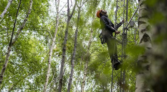 A scientist climbing a tower into a tree canopy to study the trees