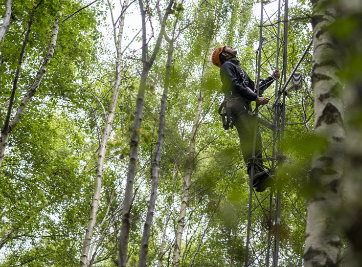 A scientist climbing a tower into a tree canopy to study the trees